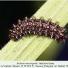 melitaea caucasogenita final larva1